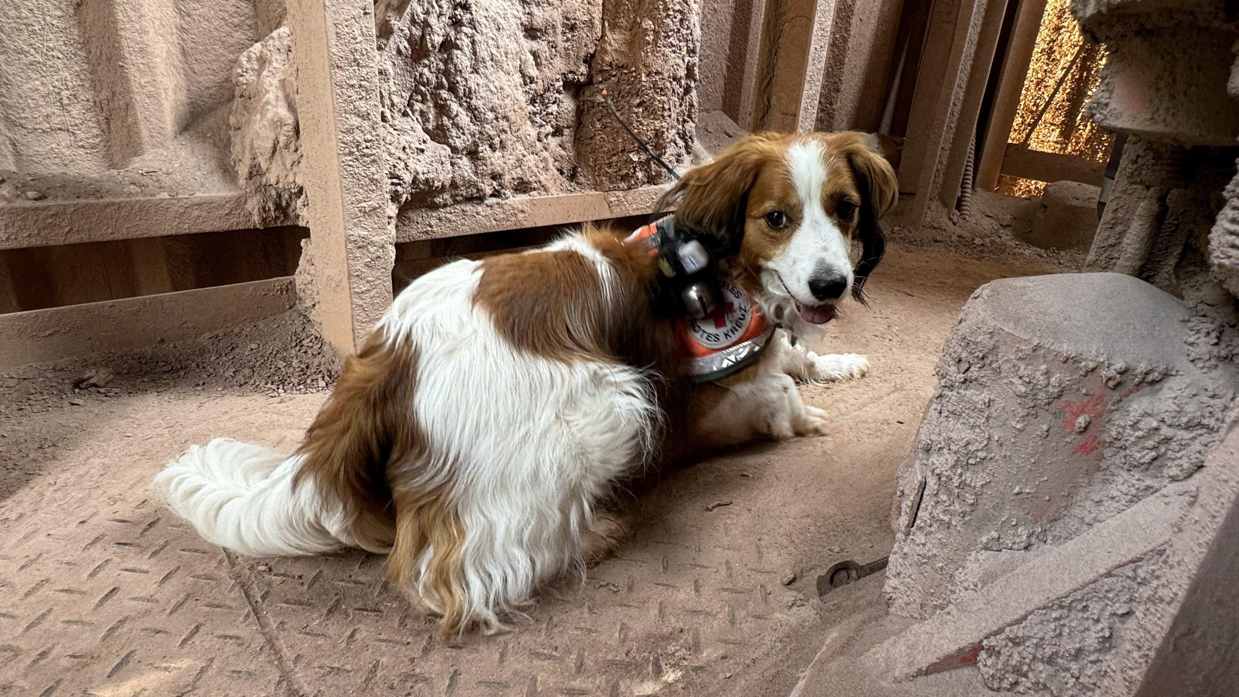 Rettungshund bei einer Übung