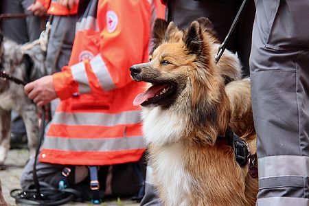 Rettungshund steht in den Startlöchern für den nächsten Einsatz