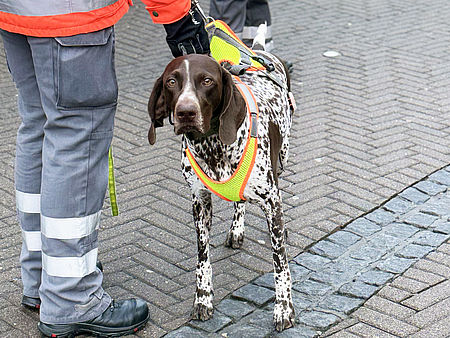 Rettungshund