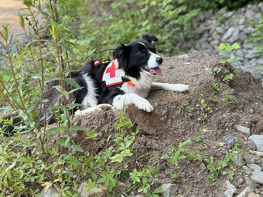 Rettungshunde im Einsatz